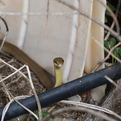 West African Whip Snake