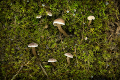 Hodophilus paupertinus