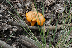 Cantharellus roseocanus