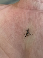 Stegomyia