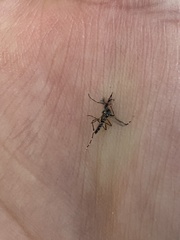 Stegomyia