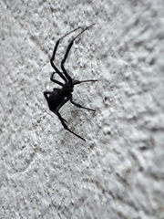 Latrodectus mactans