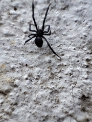 Latrodectus mactans