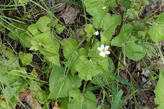 Viola canadensis