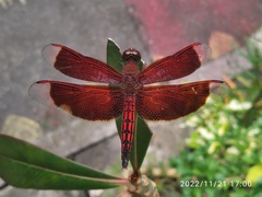 Neurothemis ramburii