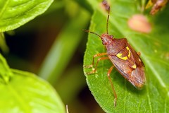 Oebalus insularis