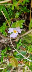 Euphrasia officinalis