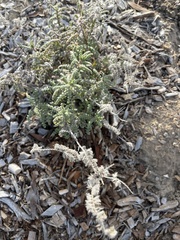 Phacelia ramosissima