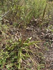 Dichromanthus michuacanus