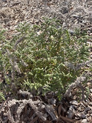 Phacelia ramosissima