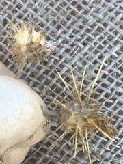 Centaurea melitensis