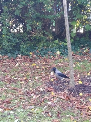 Corvus cornix