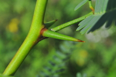 Prosopis pallida