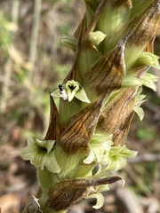 Dichromanthus michuacanus