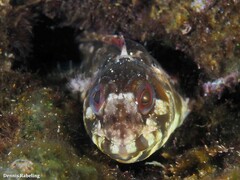 Lipophrys trigloides