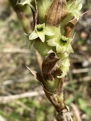 Dichromanthus michuacanus