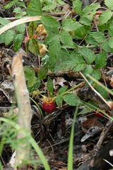Rubus idaeus