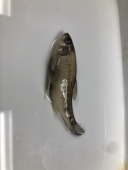 Luxilus chrysocephalus