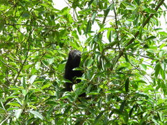 Alouatta pigra