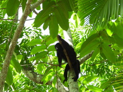 Alouatta pigra