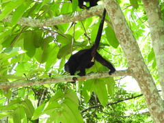 Alouatta pigra