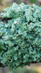 Punctelia jeckeri
