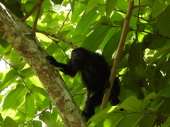 Alouatta pigra