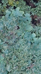 Punctelia jeckeri