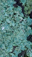 Punctelia jeckeri
