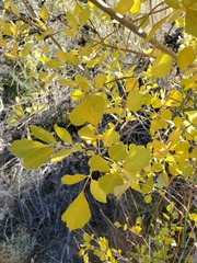 Fraxinus anomala