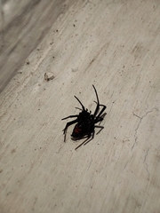 Latrodectus mactans