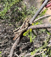 Acanthacris ruficornis