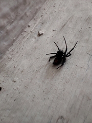 Latrodectus mactans