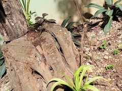 Leptophis mexicanus