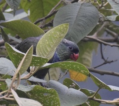 Pionus sordidus