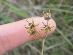 Asclepias aurea