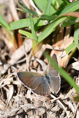 Zizeeria knysna knysna