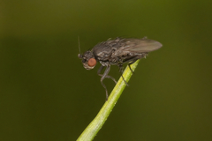 Leptocera