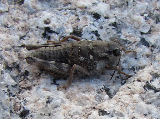 Hypsalonia miwoki
