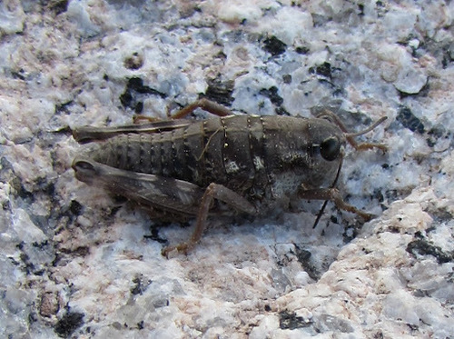 Hypsalonia miwoki