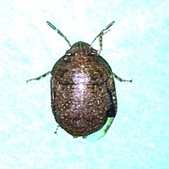 Diolcus chrysorrhoeus
