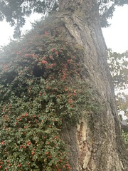 Cotoneaster × suecicus