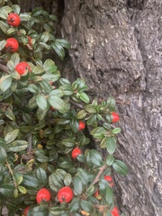 Cotoneaster × suecicus