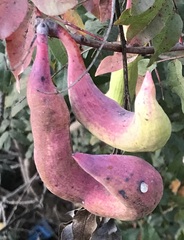 Baizongia pistaciae