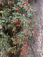 Cotoneaster × suecicus