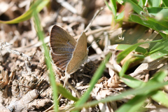 Zizeeria knysna knysna