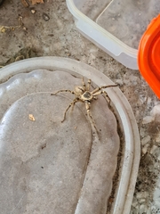 Polybetes pythagoricus