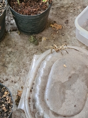 Polybetes pythagoricus