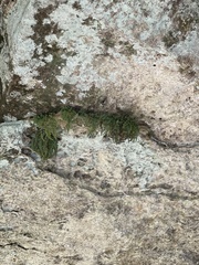 Asplenium montanum