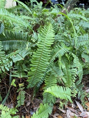 Nephrolepis exaltata